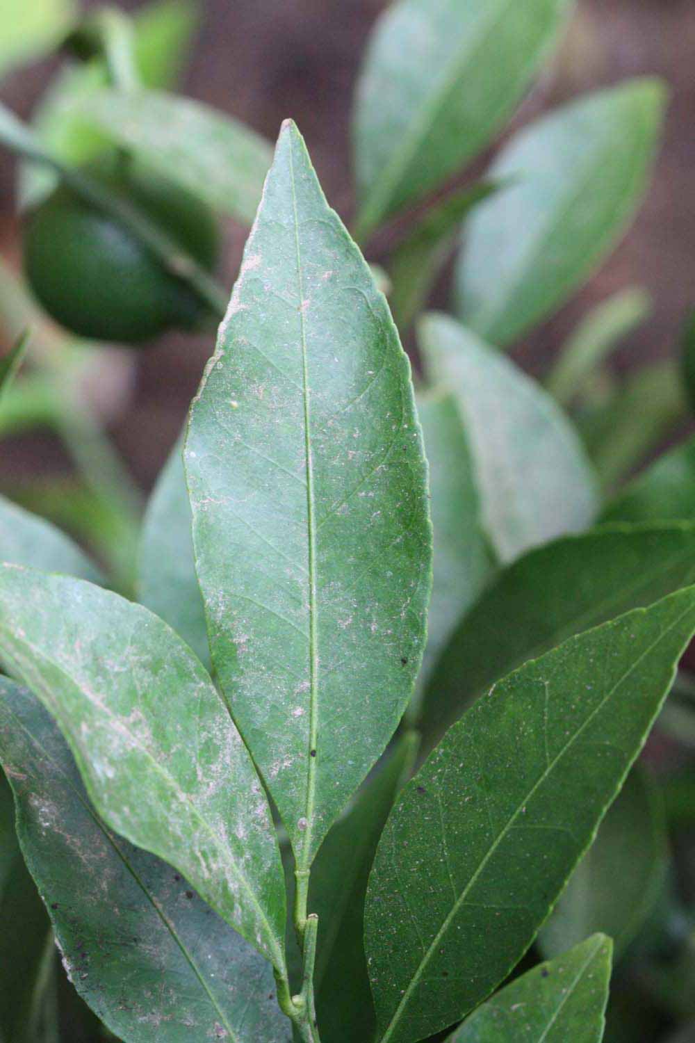              Unifoliolate leaf (Kinokuni, Riverside, CA)       